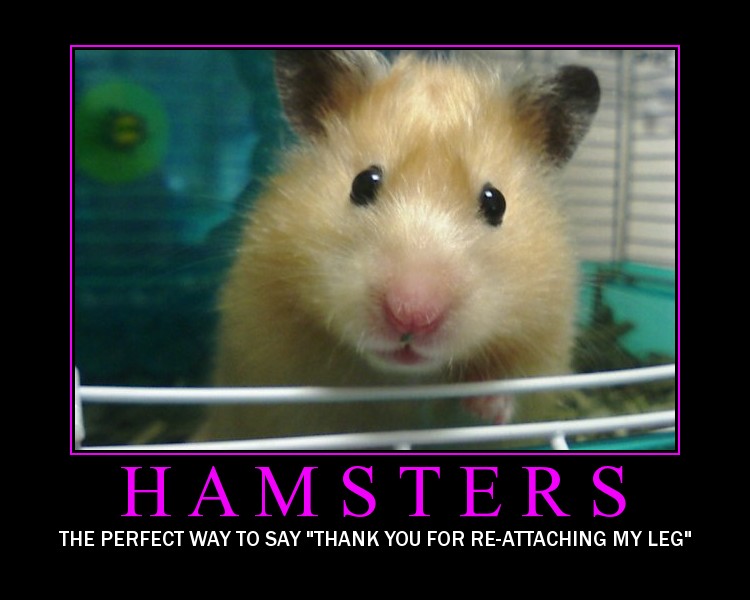 Bored Hamster