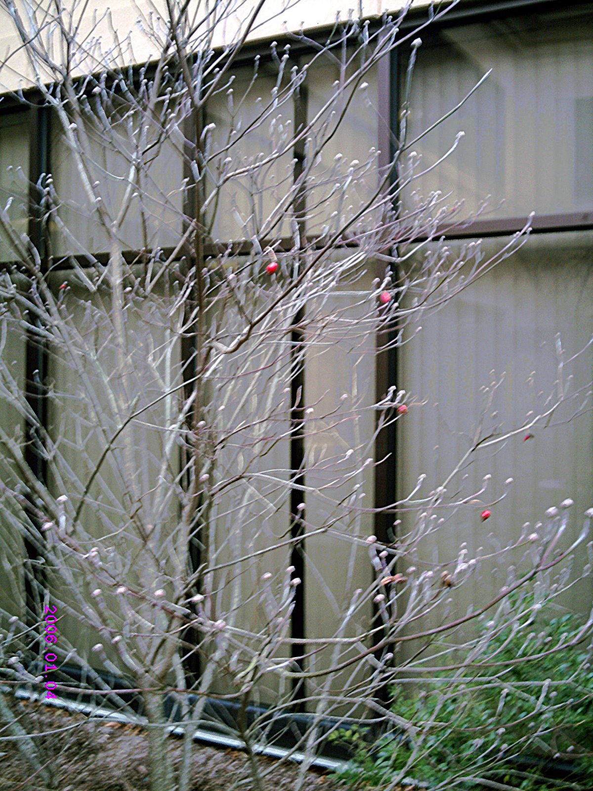 [tree]