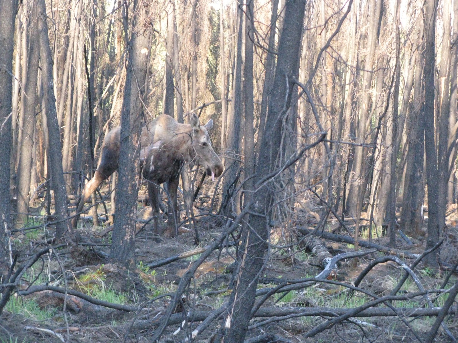 Burnt Forest Pictures