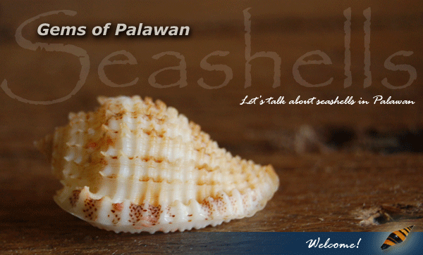 Gems of Palawan
