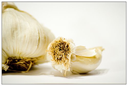 [garlic.jpg]