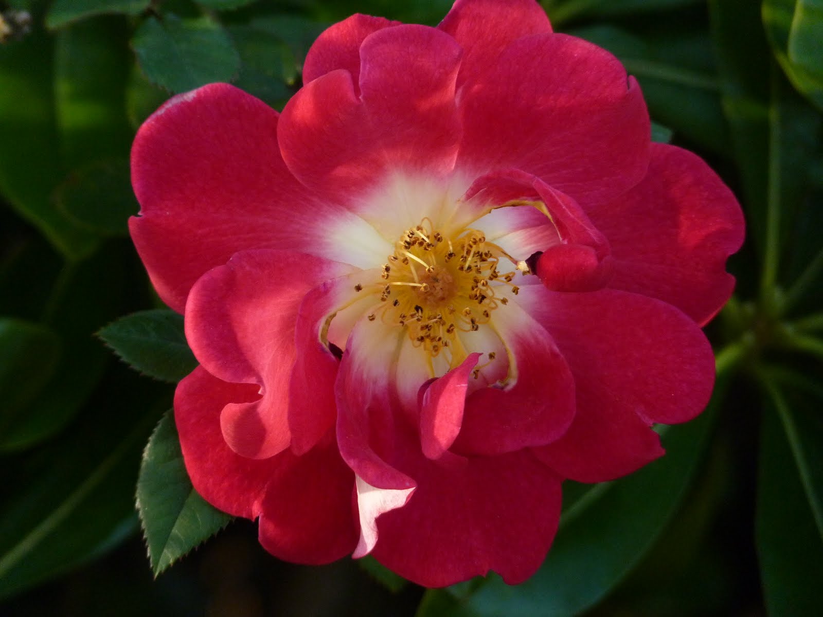 Houston Gardens Ramblin' Rose