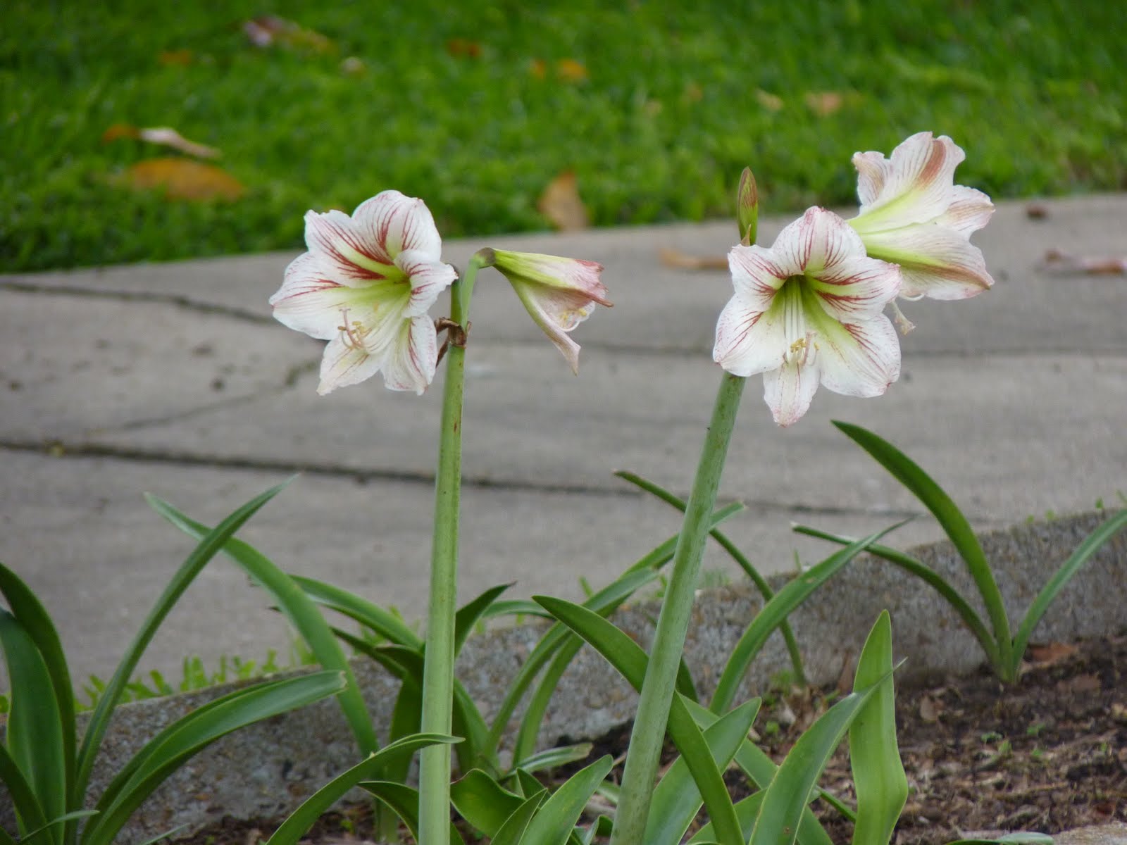 Houston Gardens Amaryllis? Red, Rainbow and Striped