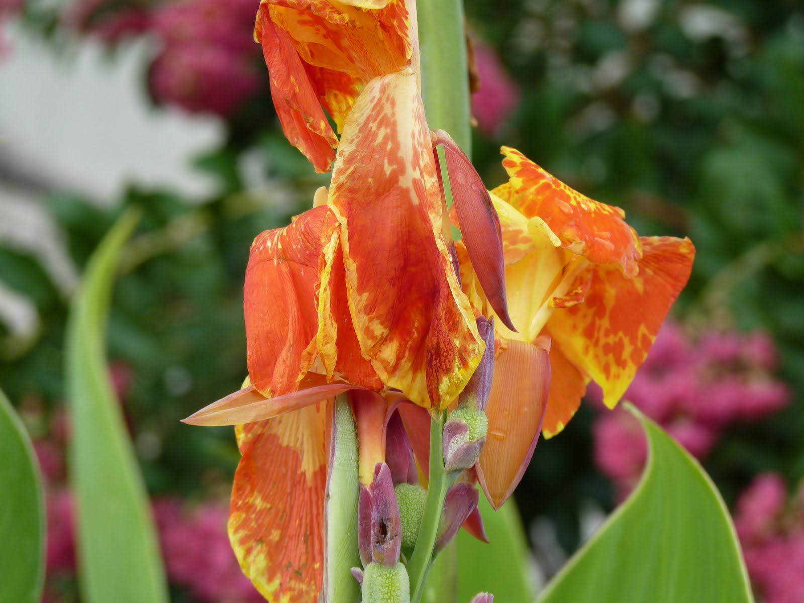 Houston Gardens Canna Lily