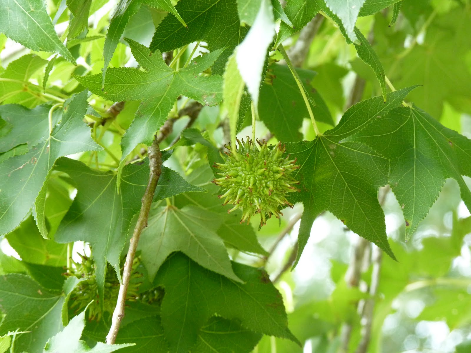 Houston Gardens Sweet Gum Trees in Meyerland