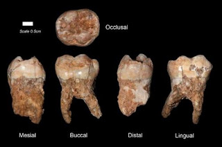 Encuentran en Israel los restos humanos más antiguos del mundo Dientes+sapiens