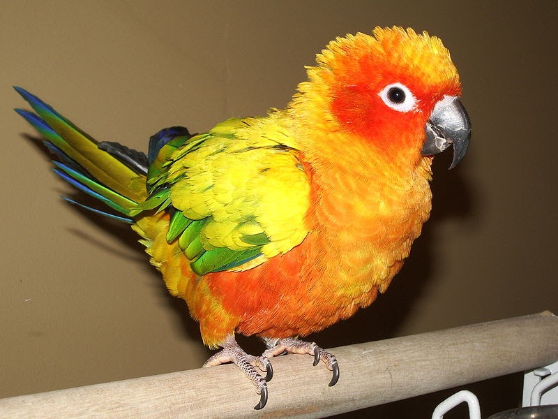 Fotos de Aves JANDAÍA AMARELA