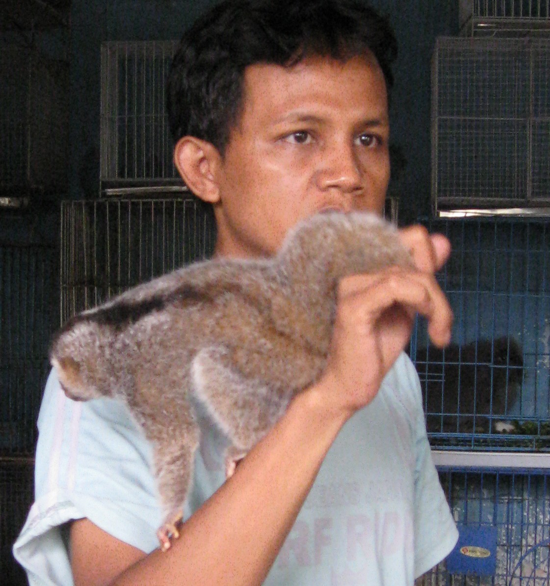 Loris For Sale
