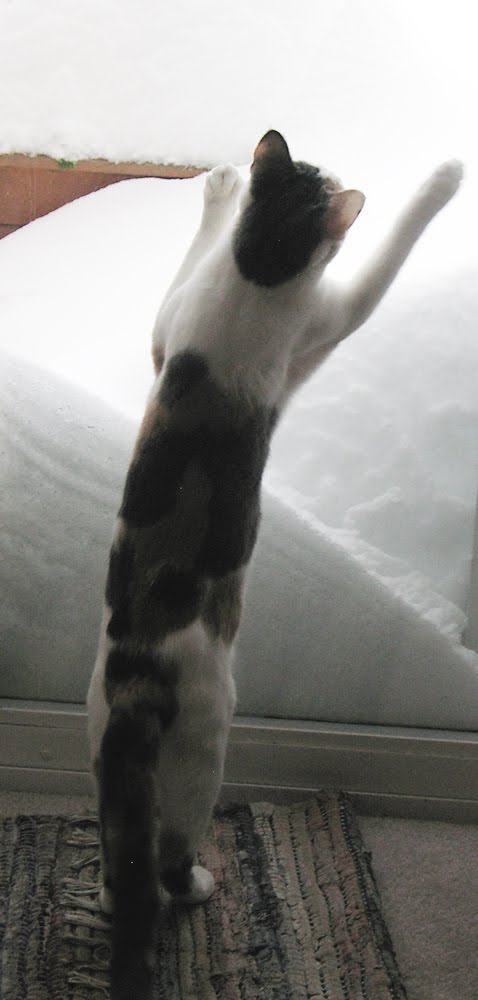 [Snow-Kitties2.jpg]
