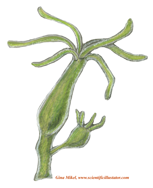 Hydra Reproduction
