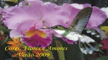 Cores, Flores e Amores...