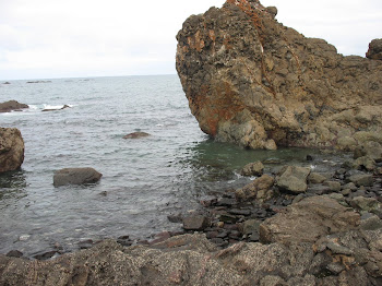 Vivan los patos y las ocas