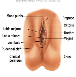 Mas Perawat rugae diagram 
