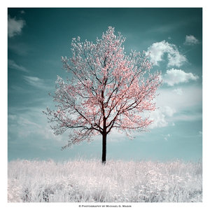 cherry tree cherry tree