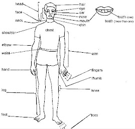 Partes do Corpo Humano