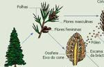 Classificação dos Vegetais