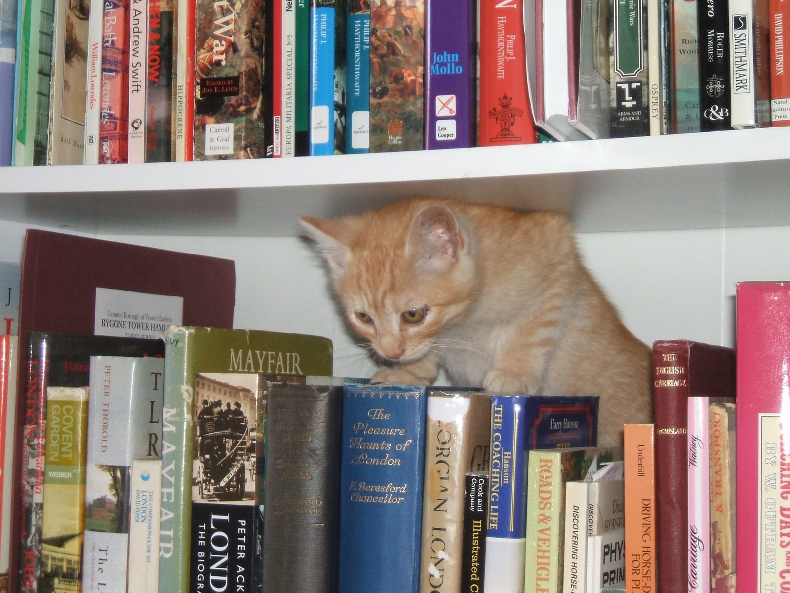 [CutestBoyKittyEver.jpg]
