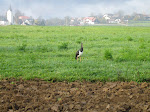 Muljava