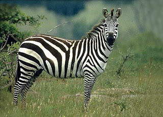Rencontre zebre
