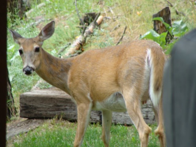 [deer+(2).JPG]