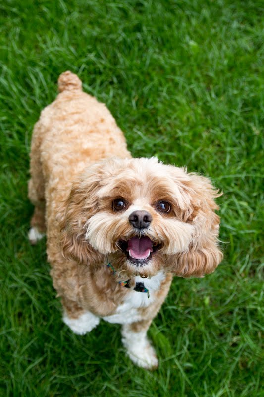 View Cocker Spaniel X Poodle Black Pics