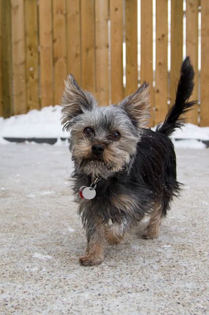 Linc 10 >Linc {Yorkshire Terrier}   ADOPTED