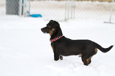 Chip 9 >Chip {Dachshund Cross}   ADOPTED