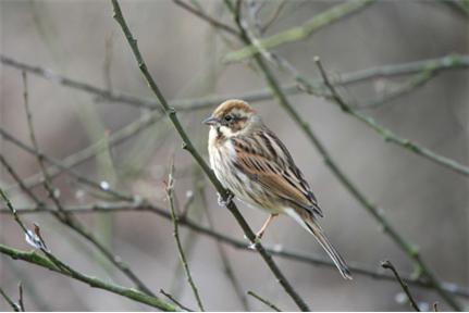 [bunting1+431x288.jpg]