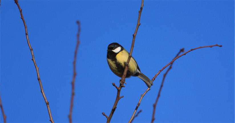 [GreatTit+824x432.jpg]