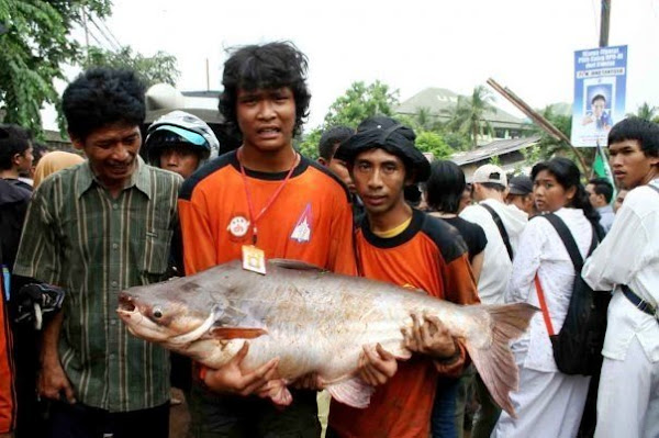 TRAGEDI SITU GINTUNG......