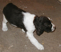 Aren't I a Sweetheart? One of my first excursions onto the floor of the alley way beside my kennel on May 2,2008