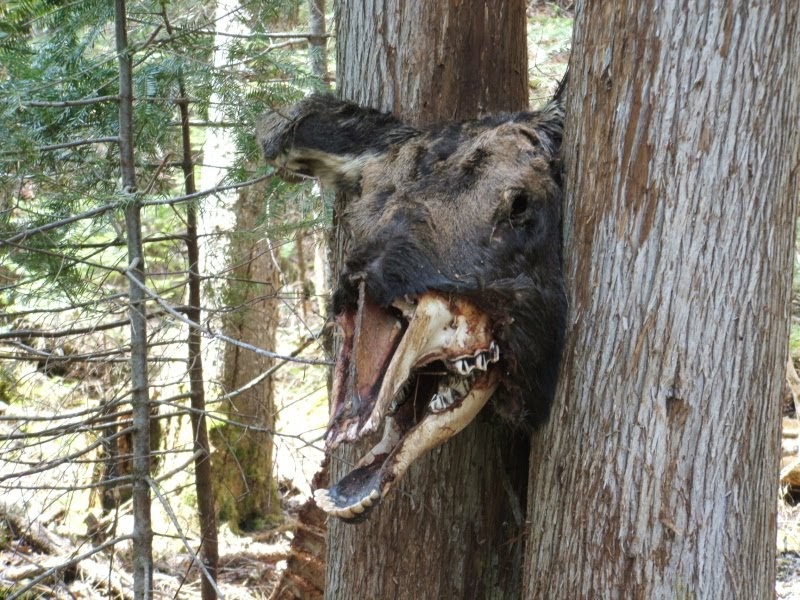 Purple Monkey Dishwasher Dead Moose stuck in a tree