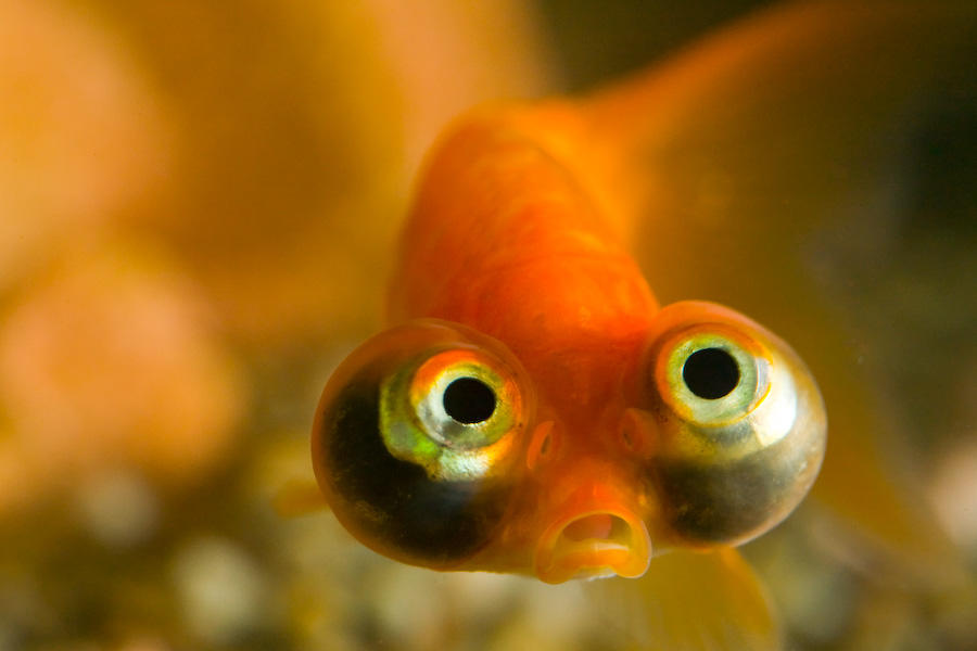[peixe.jpg]