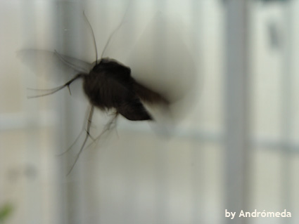 [borboletafinal.jpg]