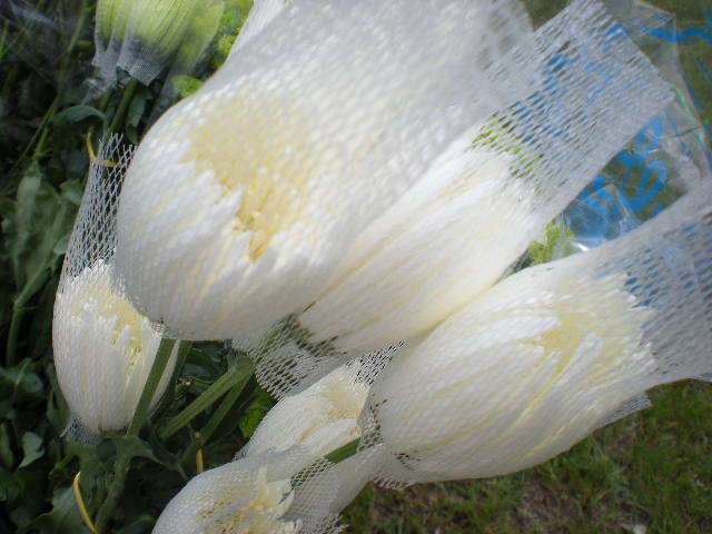 [DSCN0651.JPG]