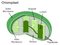 Chloroplast Diagram Chloroplast Diagram