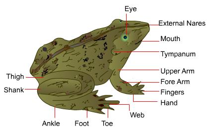 Rana Tigrina