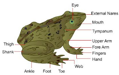 rana tigrina frog external features