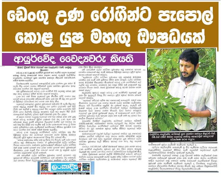 How to prevent dengue essay image