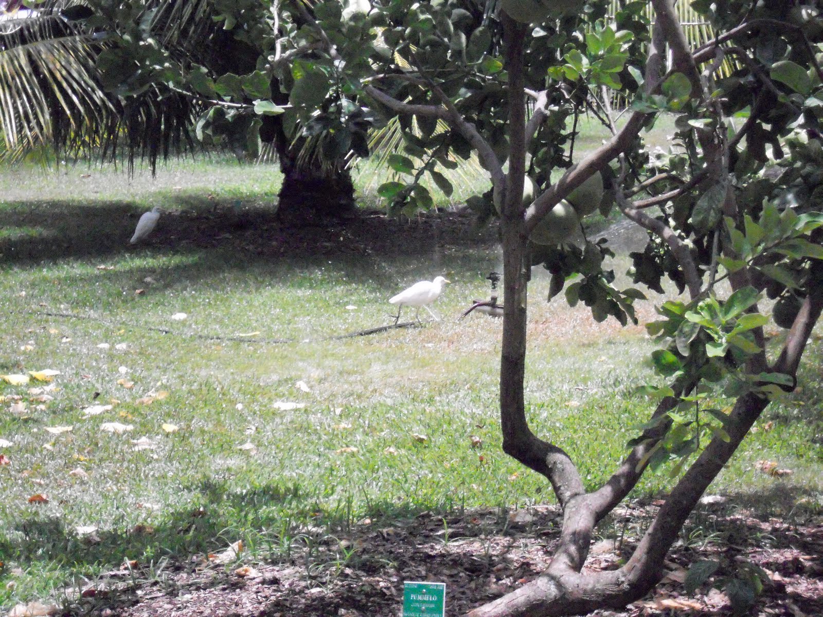 Anacho Orchid Tree