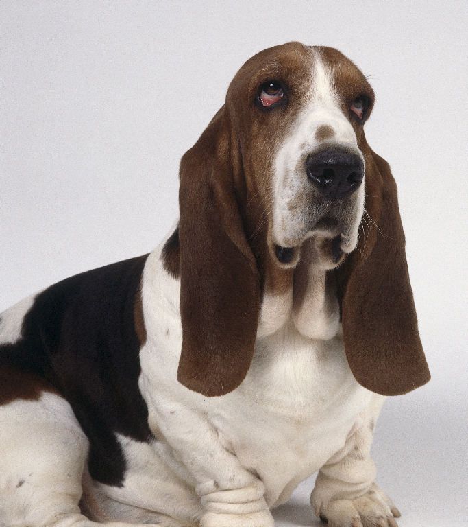 puppies pictures funny. Basset Hound funny puppies