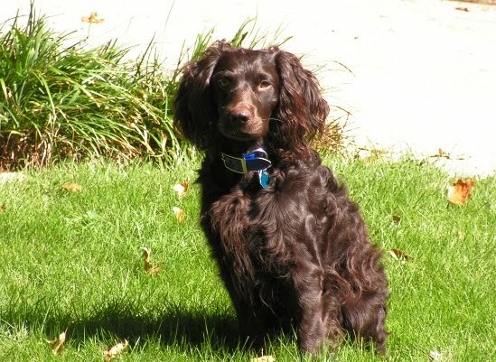 Boykin Spaniel Puppy wallpaper | Free Animal Wallpapers