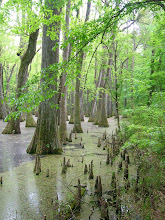 Beautiful Cypress trees!