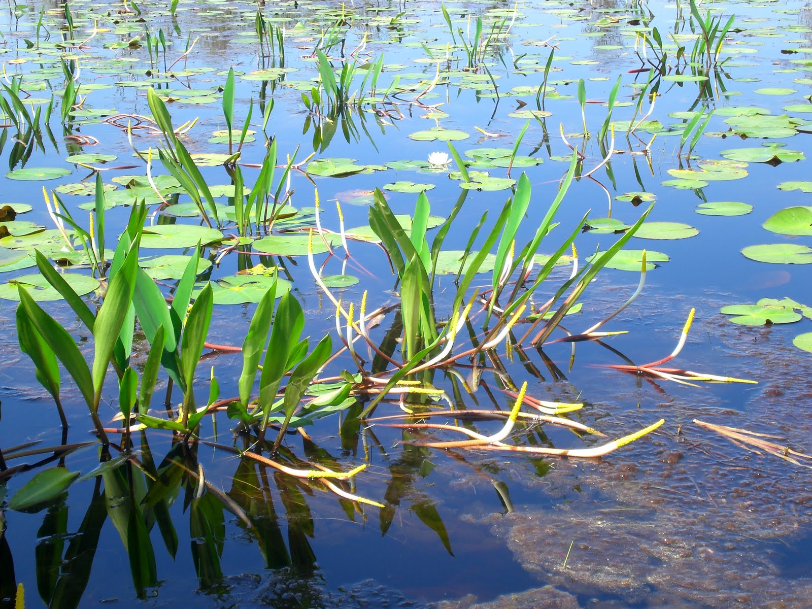 Naturalist's Blog: Springtime at Okefenokee Swamp