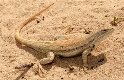 sand dune lizard