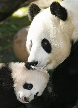 Panda Bears