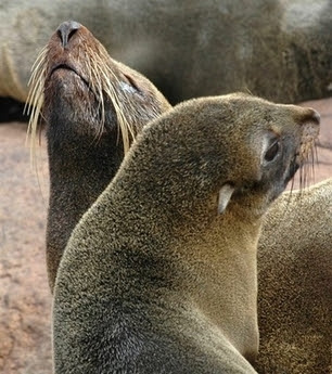 seal Cubs