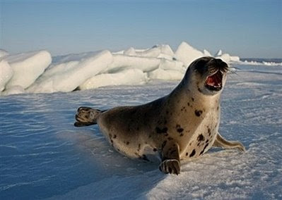 Canada seal