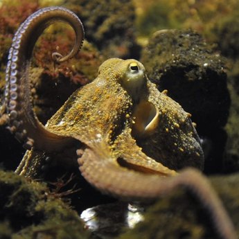 Animal: An octopus (octopus vulgaris).