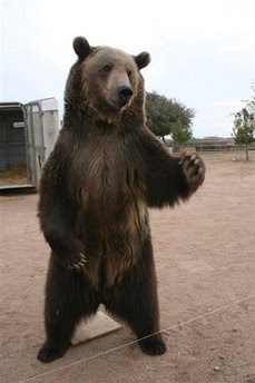 The grizzly bear